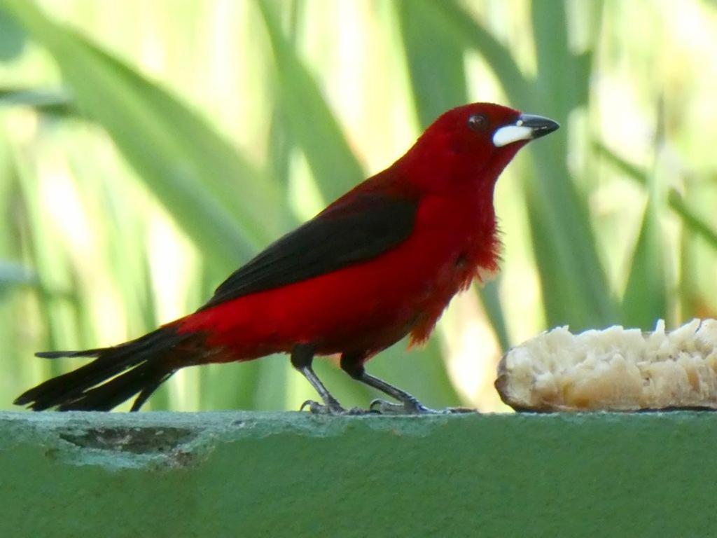 Mangue Seco Itaunas (Espirito Santo)