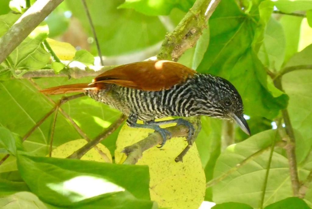 Mangue Seco Inn